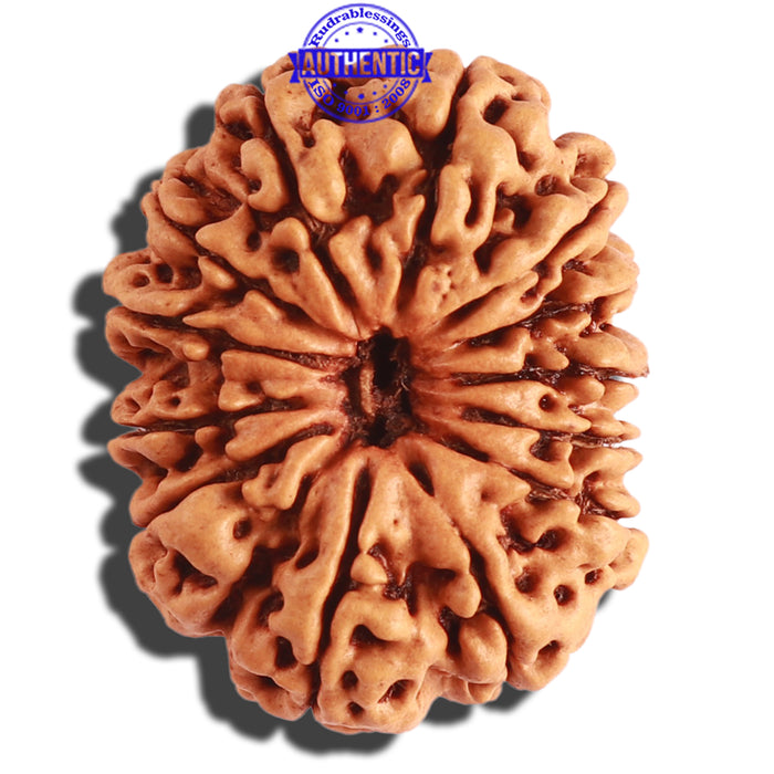 13 Mukhi Nepalese Rudraksha - Bead No. 243