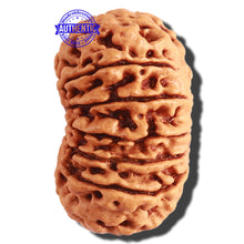 Load image into Gallery viewer, 13 Mukhi Nepalese Rudraksha - Bead No. 243
