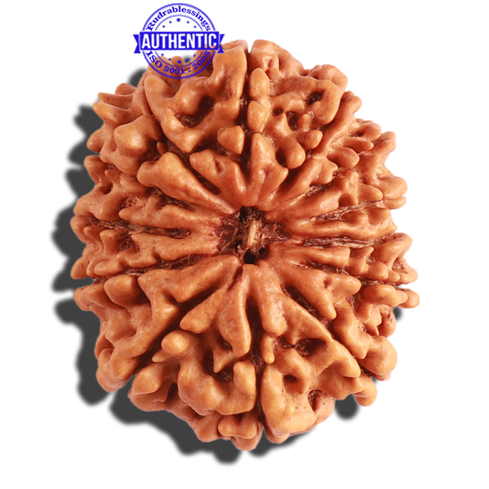 13 Mukhi Nepalese Rudraksha - Bead No. 244