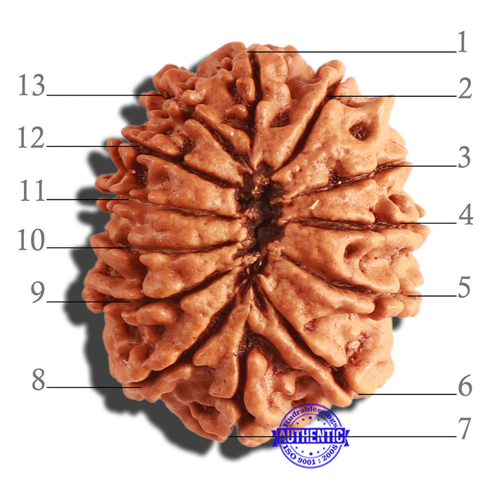 13 Mukhi Nepalese Rudraksha - Bead No. 244