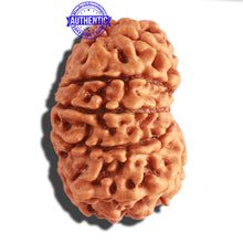 Load image into Gallery viewer, 13 Mukhi Nepalese Rudraksha - Bead No. 244
