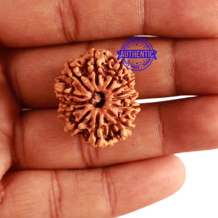 13 Mukhi Nepalese Rudraksha - Bead No. 245