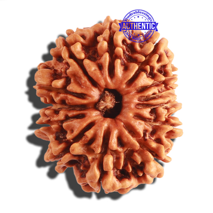 13 Mukhi Nepalese Rudraksha - Bead No. 245