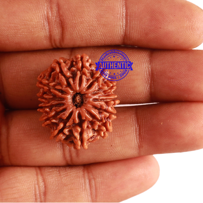 13 Mukhi Nepalese Rudraksha - Bead No. 247