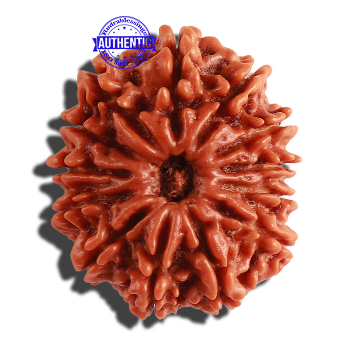 13 Mukhi Nepalese Rudraksha - Bead No. 247
