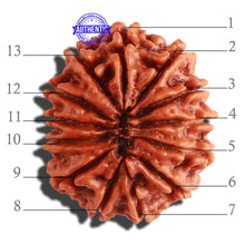 Load image into Gallery viewer, 13 Mukhi Nepalese Rudraksha - Bead No. 247
