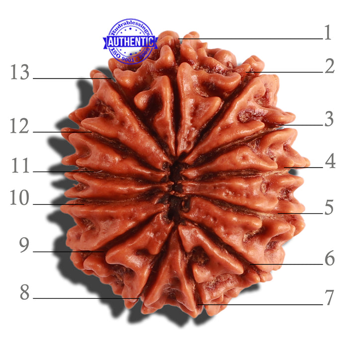 13 Mukhi Nepalese Rudraksha - Bead No. 247