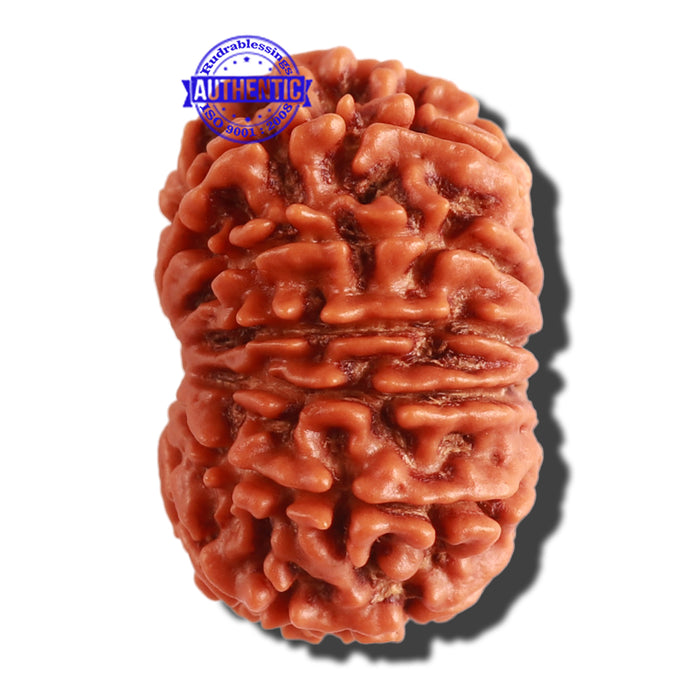 13 Mukhi Nepalese Rudraksha - Bead No. 247