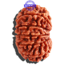 Load image into Gallery viewer, 13 Mukhi Nepalese Rudraksha - Bead No. 247
