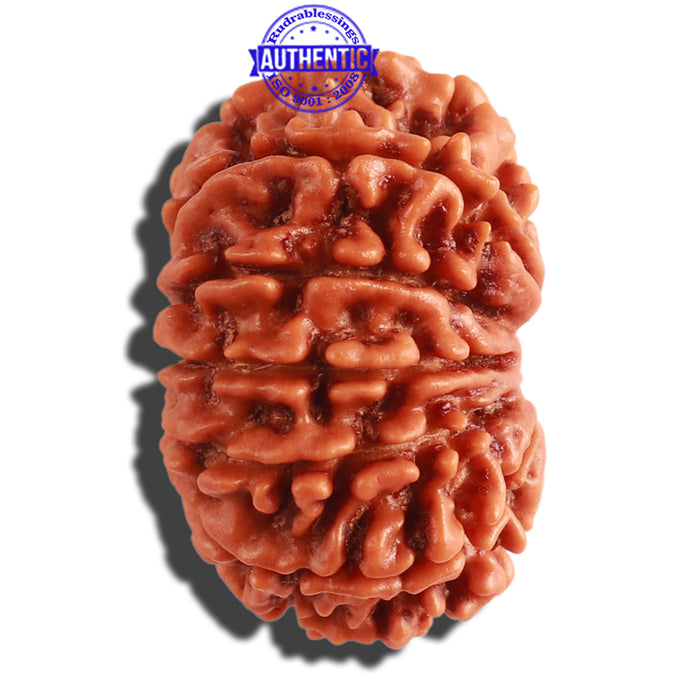 13 Mukhi Nepalese Rudraksha - Bead No. 247