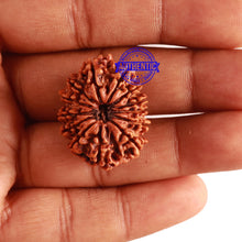 Load image into Gallery viewer, 13 Mukhi Nepalese Rudraksha - Bead No. 248
