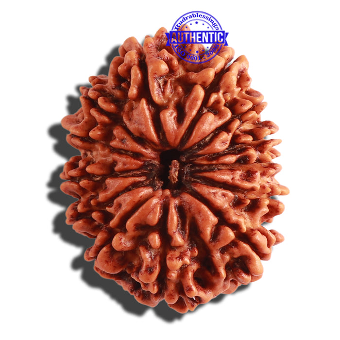 13 Mukhi Nepalese Rudraksha - Bead No. 248