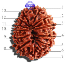 Load image into Gallery viewer, 13 Mukhi Nepalese Rudraksha - Bead No. 248
