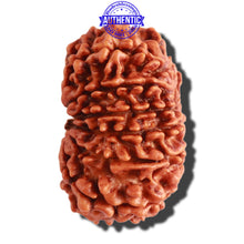Load image into Gallery viewer, 13 Mukhi Nepalese Rudraksha - Bead No. 248
