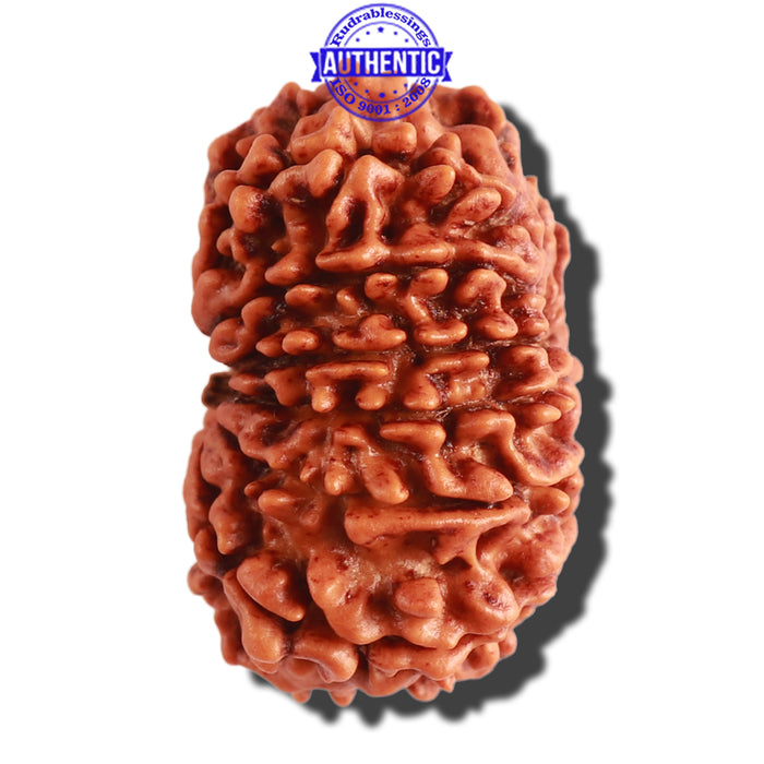 13 Mukhi Nepalese Rudraksha - Bead No. 248