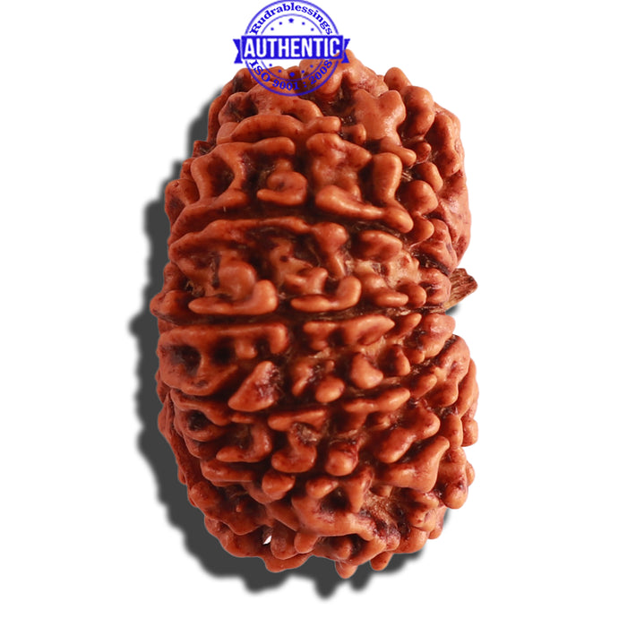 13 Mukhi Nepalese Rudraksha - Bead No. 248