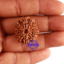 Load image into Gallery viewer, 13 Mukhi Nepalese Rudraksha - Bead No. 249
