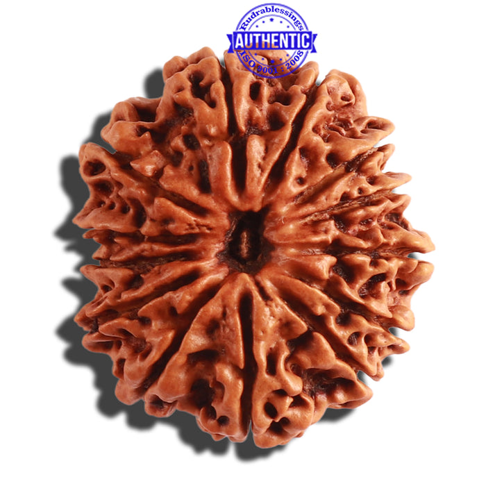 13 Mukhi Nepalese Rudraksha - Bead No. 249