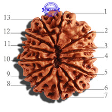 Load image into Gallery viewer, 13 Mukhi Nepalese Rudraksha - Bead No. 249
