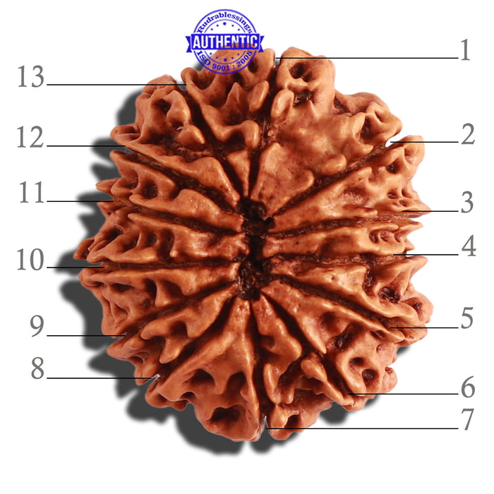 13 Mukhi Nepalese Rudraksha - Bead No. 249