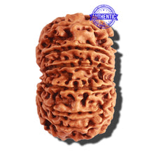 Load image into Gallery viewer, 13 Mukhi Nepalese Rudraksha - Bead No. 249
