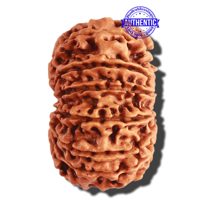 13 Mukhi Nepalese Rudraksha - Bead No. 249