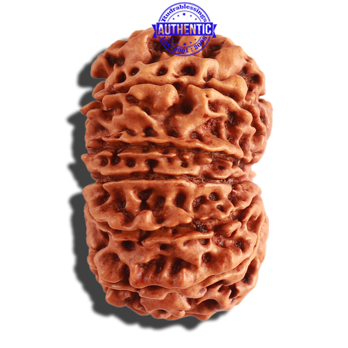 13 Mukhi Nepalese Rudraksha - Bead No. 249