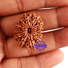 Load image into Gallery viewer, 13 Mukhi Nepalese Rudraksha - Bead No. 250
