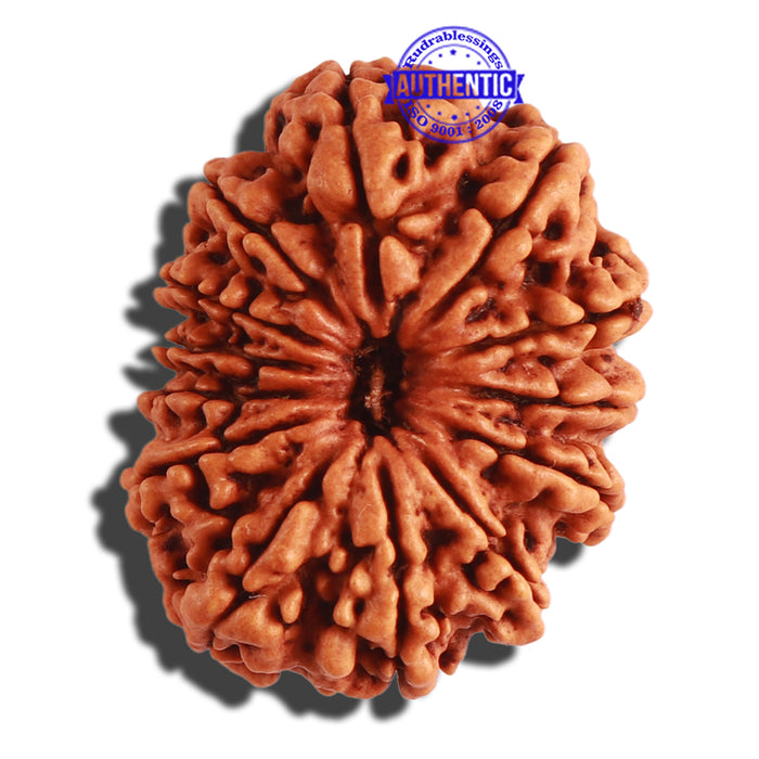 13 Mukhi Nepalese Rudraksha - Bead No. 250