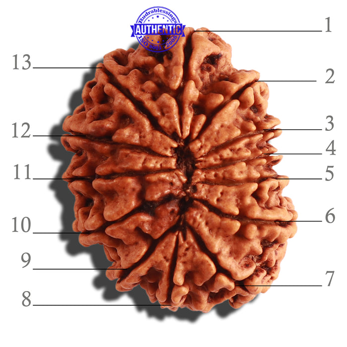 13 Mukhi Nepalese Rudraksha - Bead No. 250