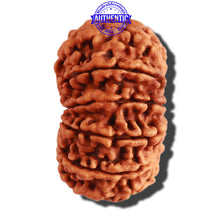 Load image into Gallery viewer, 13 Mukhi Nepalese Rudraksha - Bead No. 250
