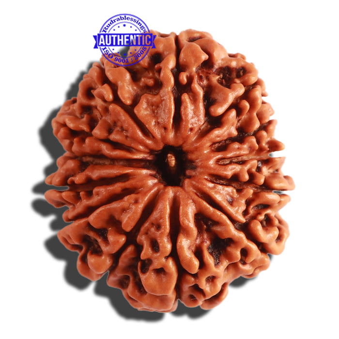 13 Mukhi Nepalese Rudraksha - Bead No. 251