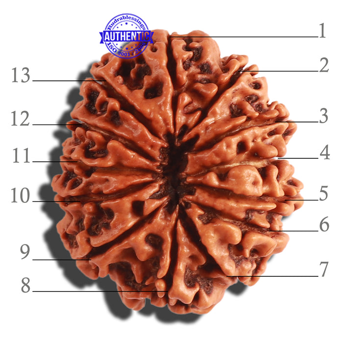 13 Mukhi Nepalese Rudraksha - Bead No. 251