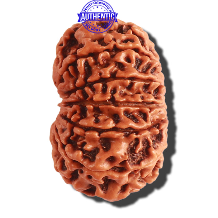 13 Mukhi Nepalese Rudraksha - Bead No. 251