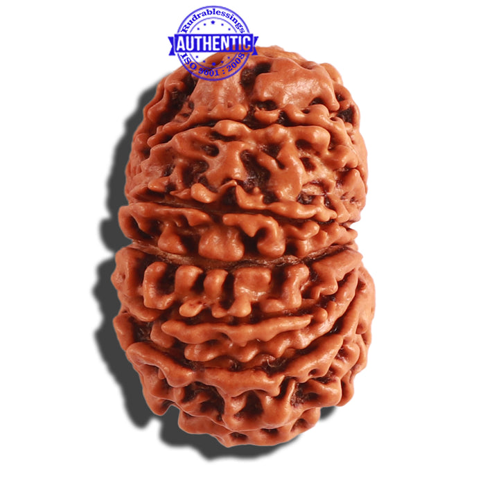 13 Mukhi Nepalese Rudraksha - Bead No. 251