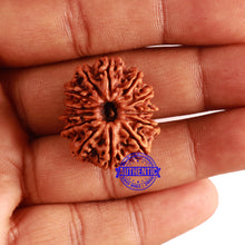 Load image into Gallery viewer, 13 Mukhi Nepalese Rudraksha - Bead No. 253
