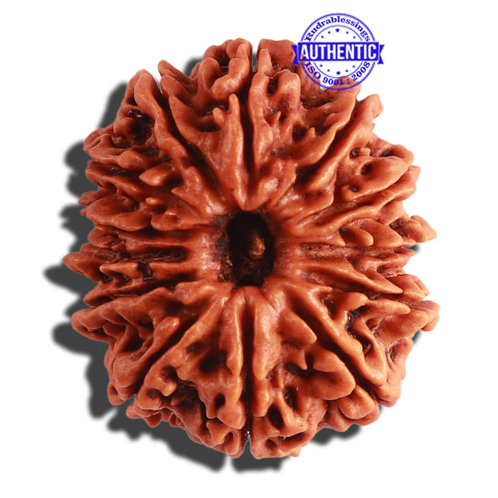 13 Mukhi Nepalese Rudraksha - Bead No. 253