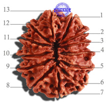 Load image into Gallery viewer, 13 Mukhi Nepalese Rudraksha - Bead No. 253
