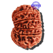 Load image into Gallery viewer, 13 Mukhi Nepalese Rudraksha - Bead No. 253

