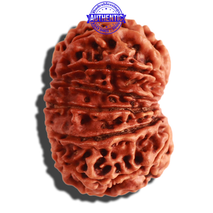 13 Mukhi Nepalese Rudraksha - Bead No. 253