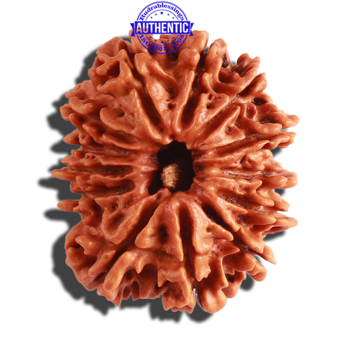 13 Mukhi Nepalese Rudraksha - Bead No. 254