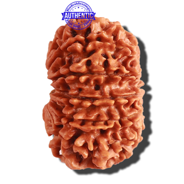 13 Mukhi Nepalese Rudraksha - Bead No. 254