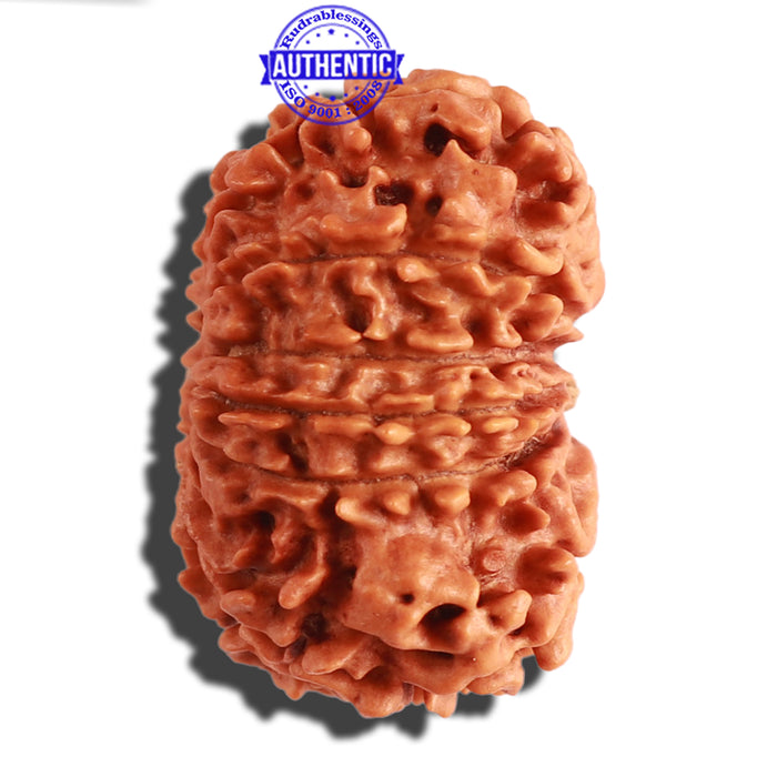 13 Mukhi Nepalese Rudraksha - Bead No. 254