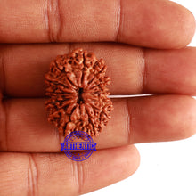 Load image into Gallery viewer, 13 Mukhi Nepalese Rudraksha - Bead No. 255
