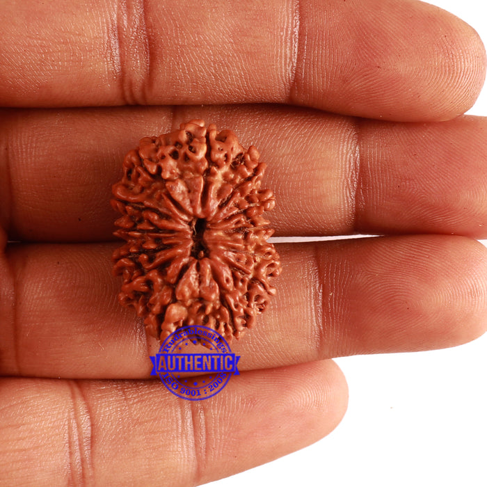 13 Mukhi Nepalese Rudraksha - Bead No. 255