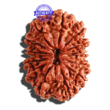 Load image into Gallery viewer, 13 Mukhi Nepalese Rudraksha - Bead No. 255
