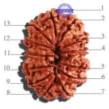 Load image into Gallery viewer, 13 Mukhi Nepalese Rudraksha - Bead No. 255
