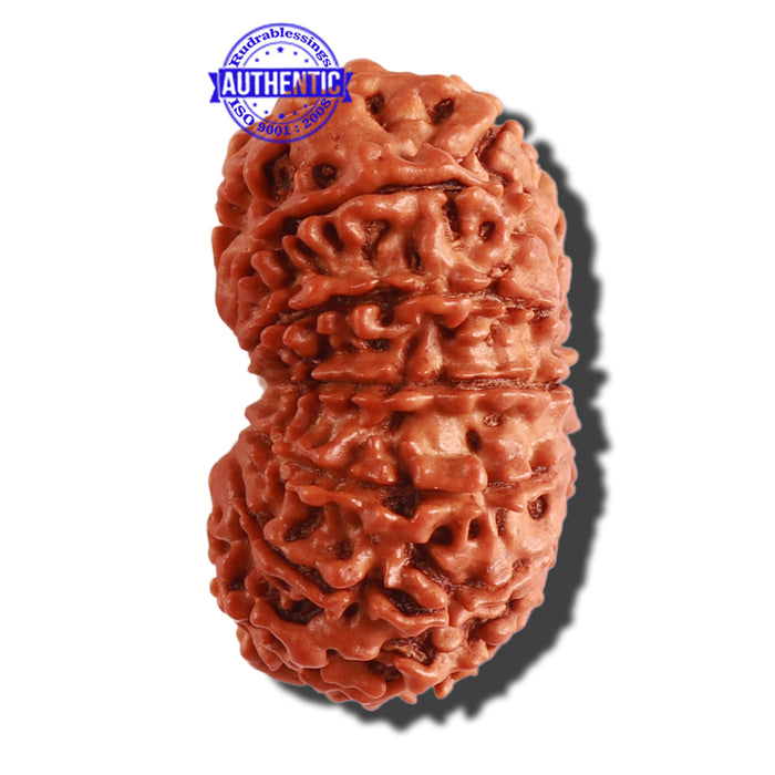 13 Mukhi Nepalese Rudraksha - Bead No. 255
