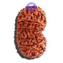 Load image into Gallery viewer, 13 Mukhi Nepalese Rudraksha - Bead No. 255
