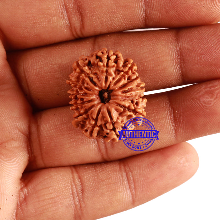13 Mukhi Nepalese Rudraksha - Bead No. 256